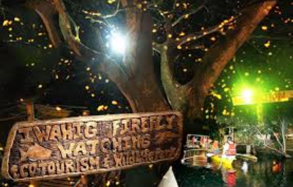 Firefly Watching Palawan